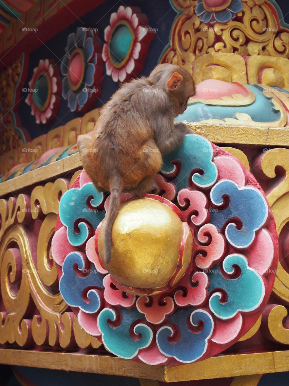 monkey in a buddhist temple, Nepal