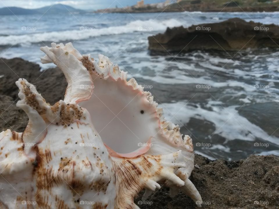 Conch shell on rock formation