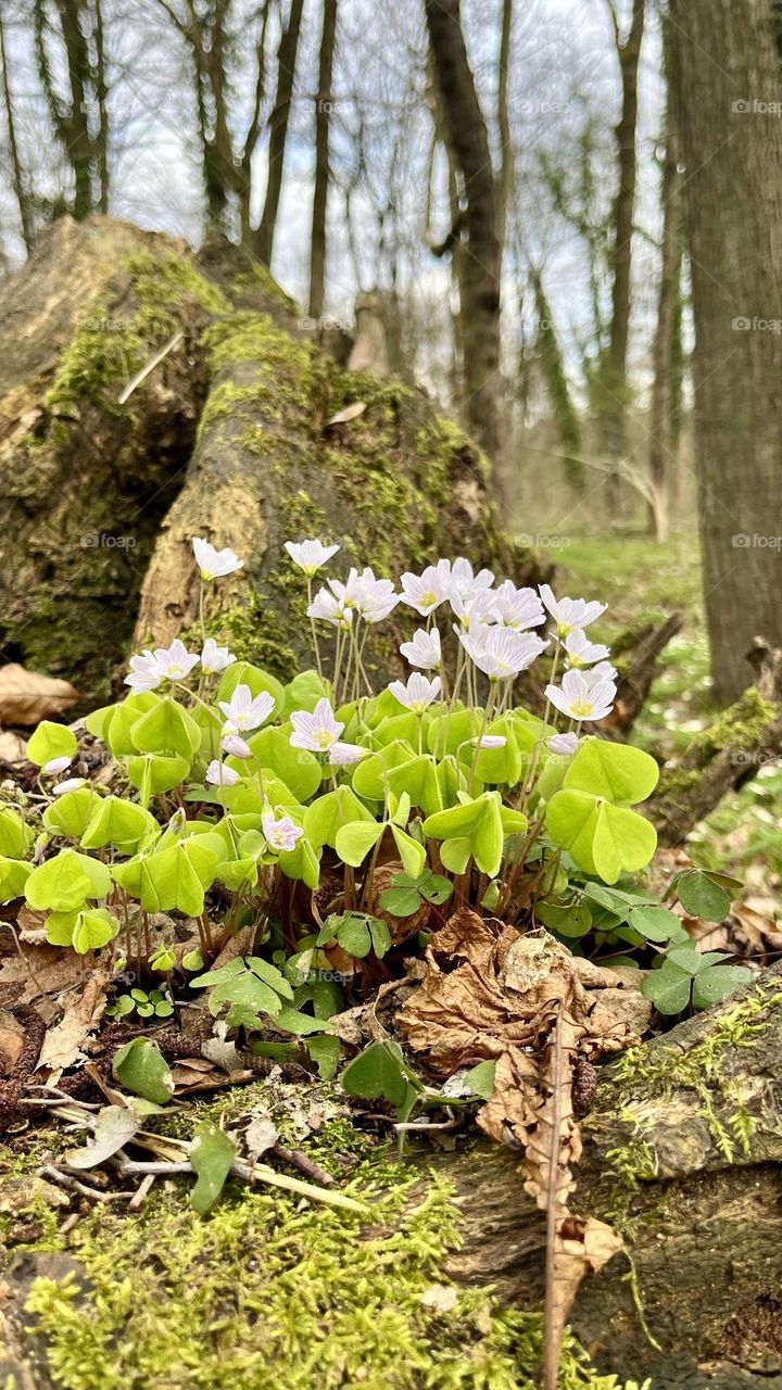 Spring forest is full of beautiful little flowers. They are so delicate. 