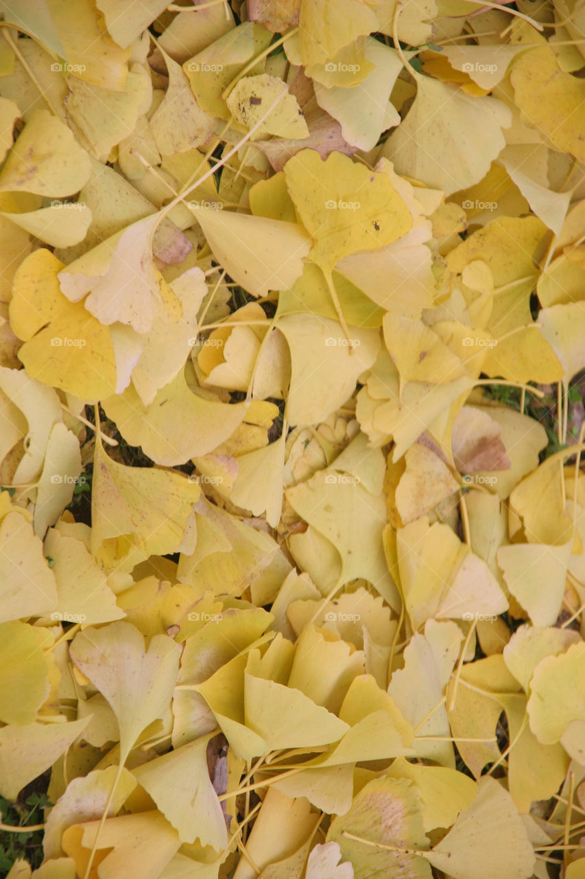 ground yellow background leaves by kshapley