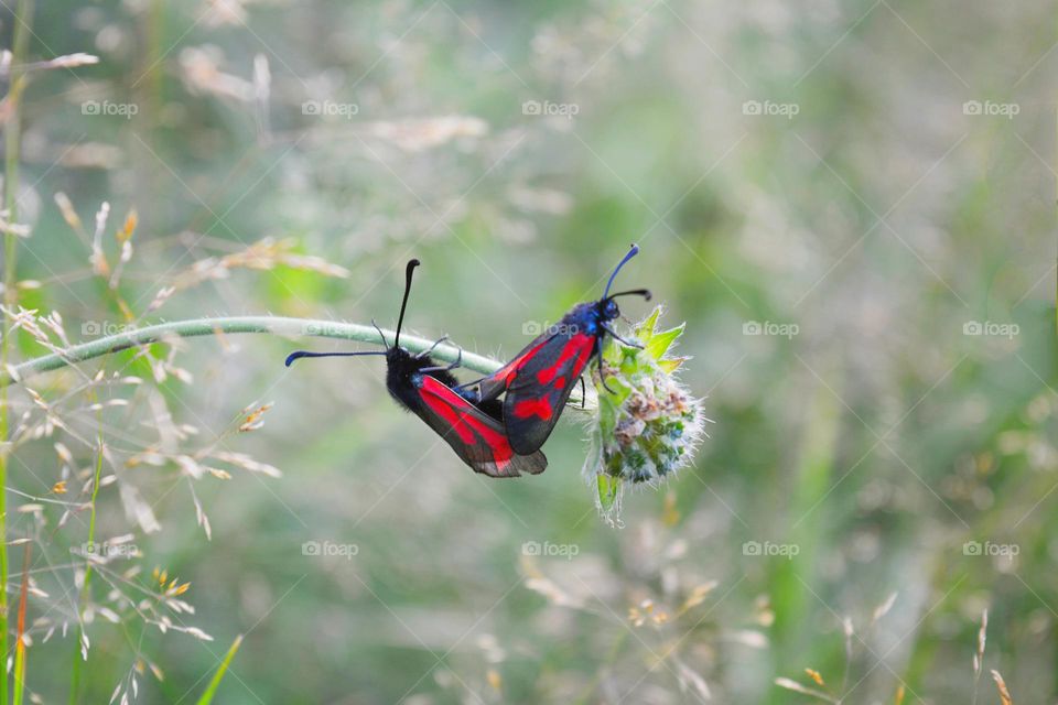 two beetles butterfly love in green grass