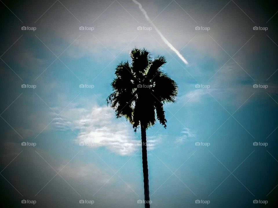 Brushed Skyscape and Palm Tree (Vignette)