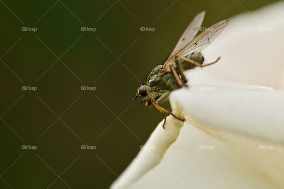 Fly On Flower