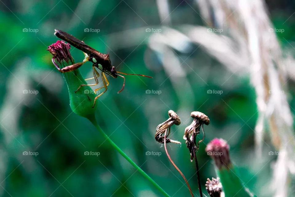 Insect