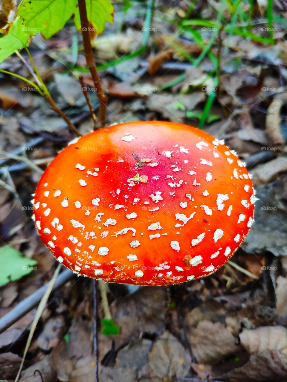 Mushroom