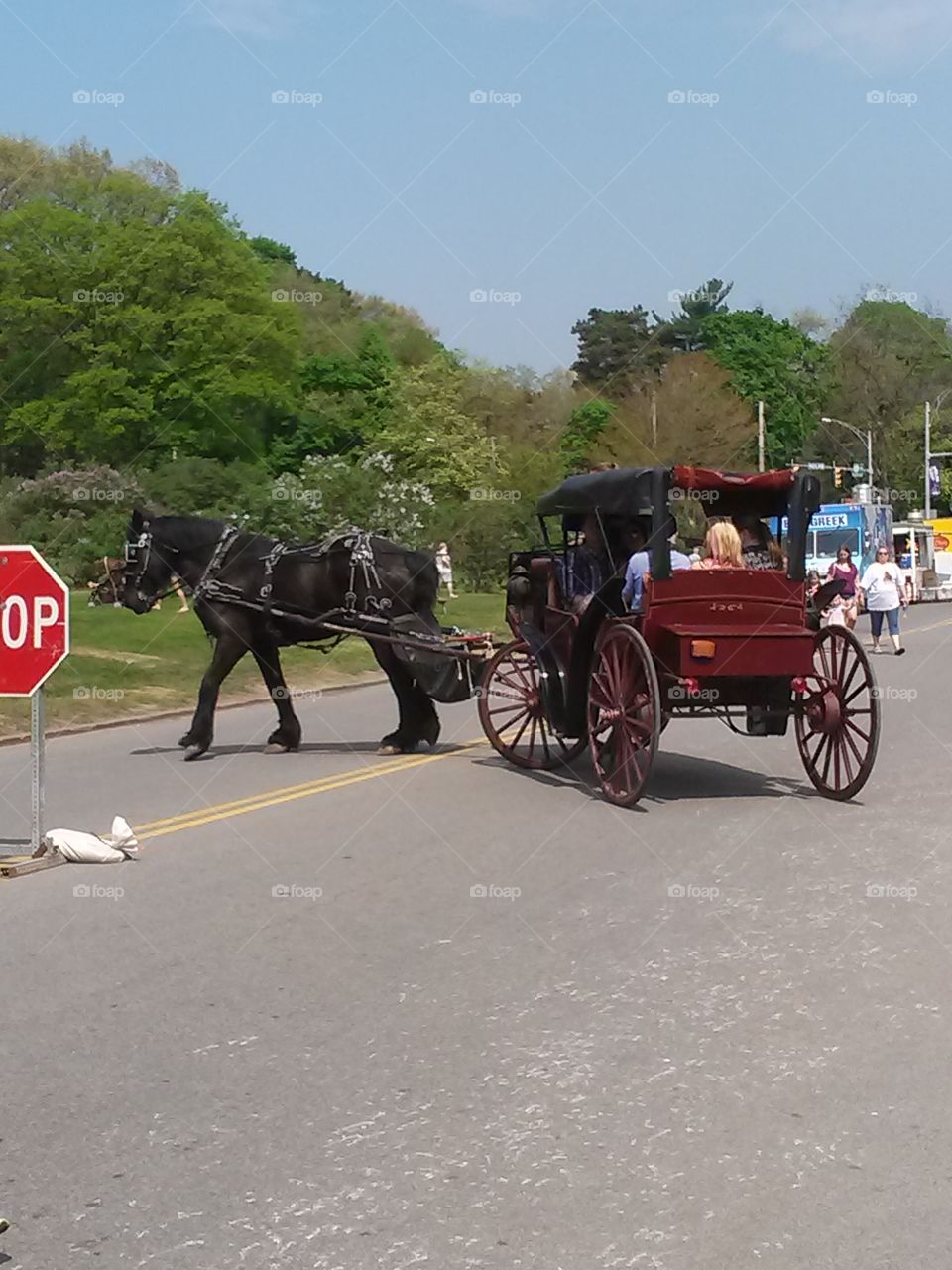 Horse And Carriage Ride Thru The Park. A horse carriage ride on the weekend of Art In The Park on Mothers' Day 2015 