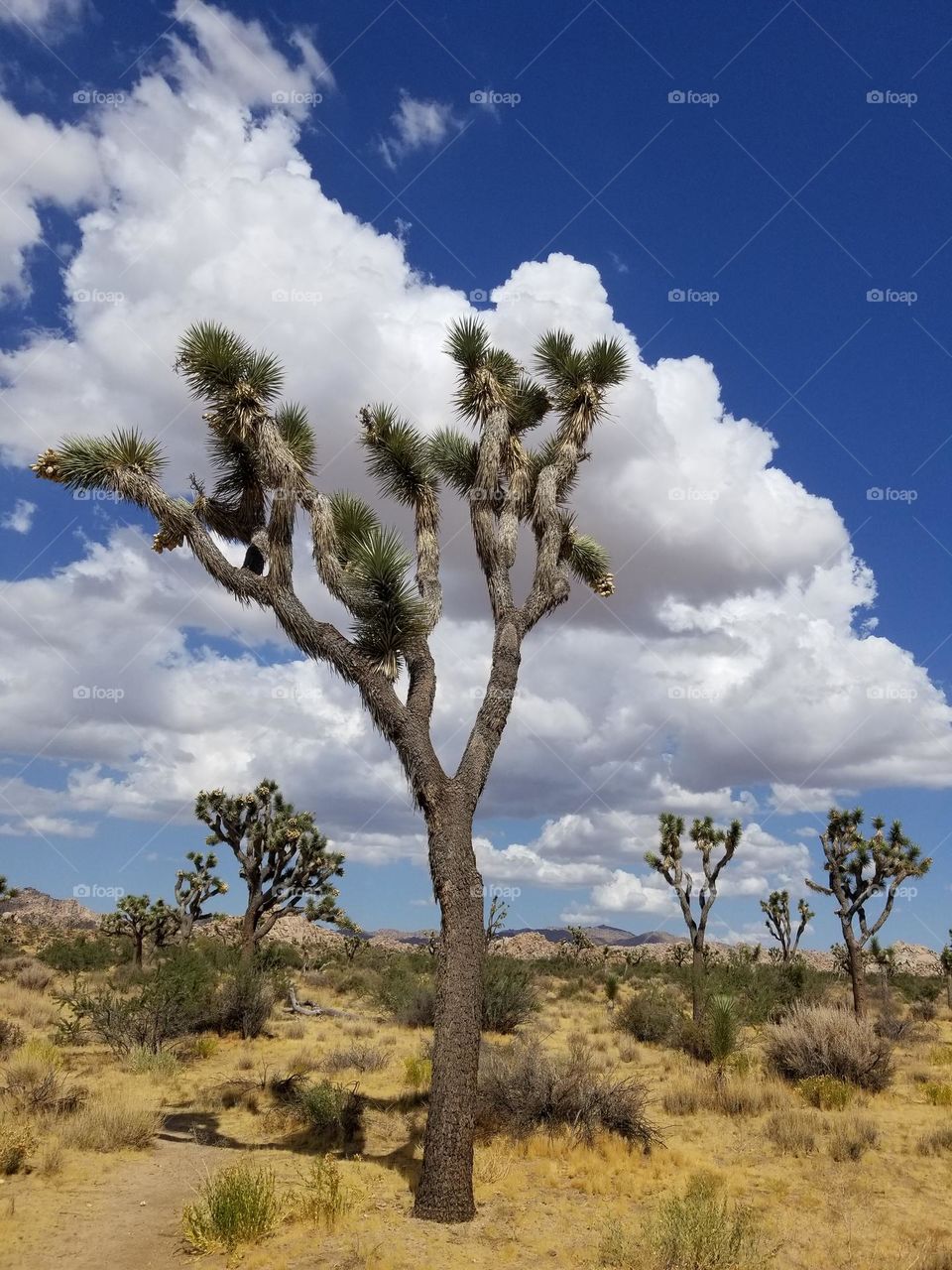 Joshua Tree National Park, California.