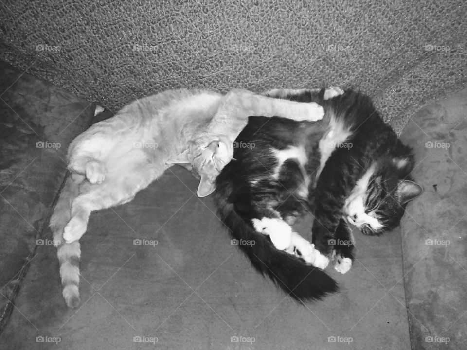 Morris and Littles Cat Nappn'