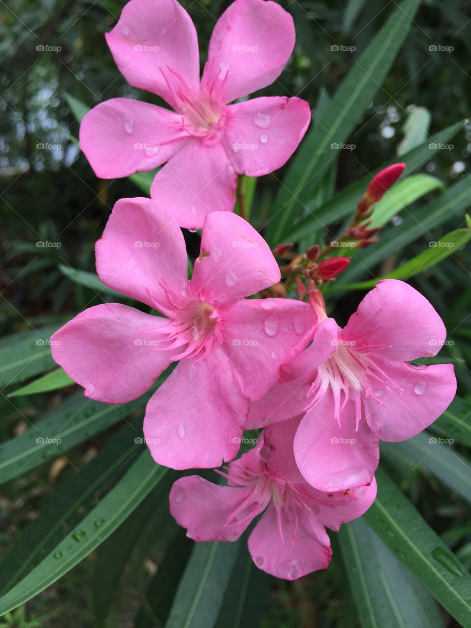 Rain drop on Pink oleander