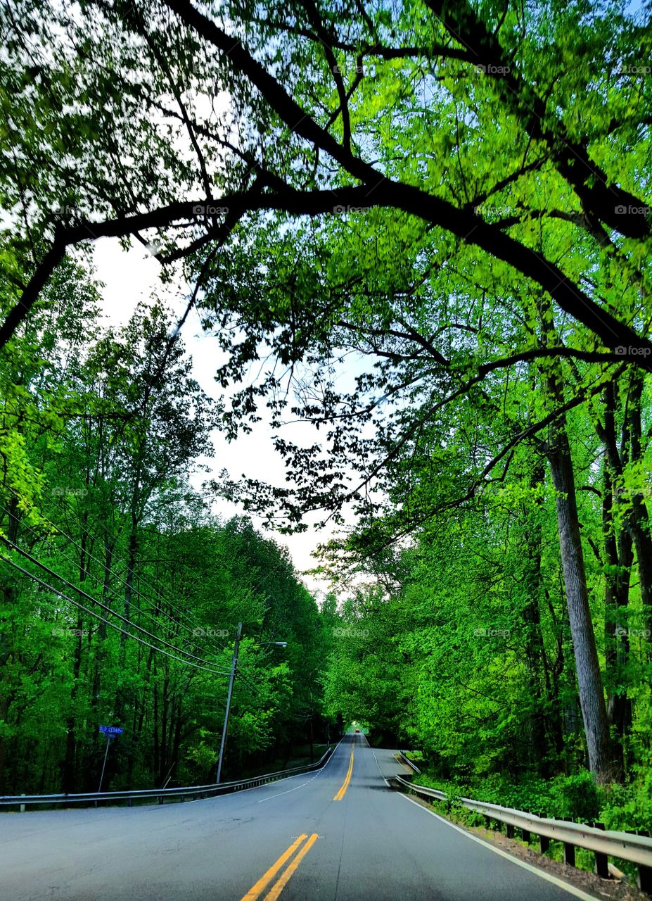 Road, Tree, Guidance, Landscape, Wood