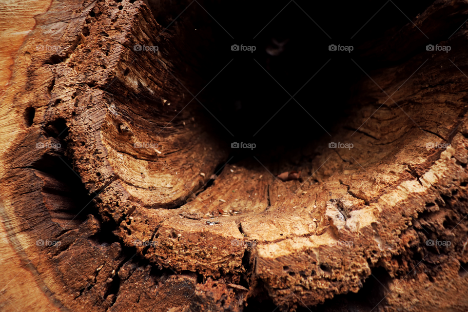Inside A Log
