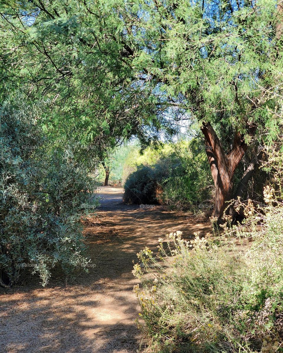 Shady Trail throught the Woods