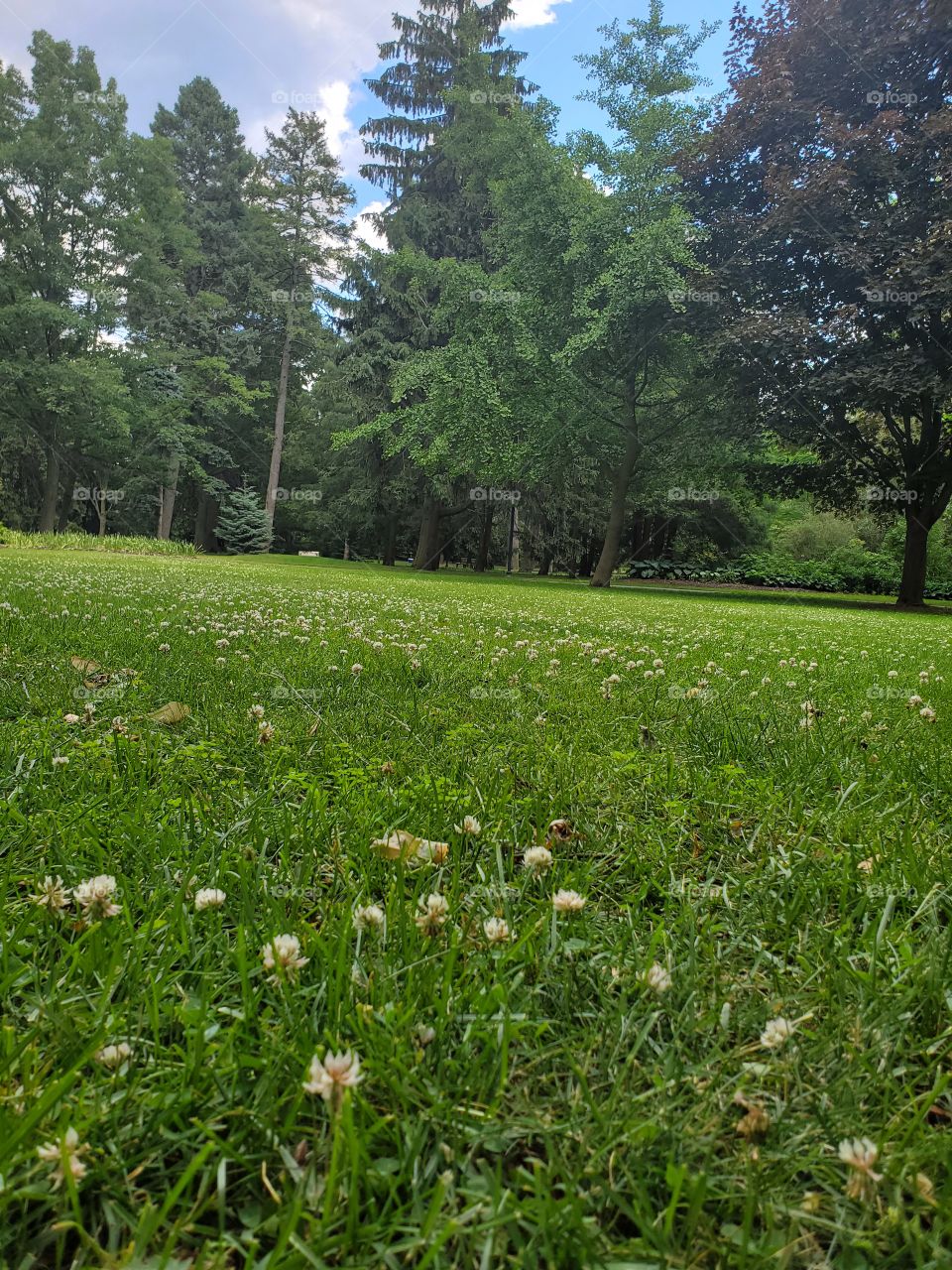 green trees and wild flowers