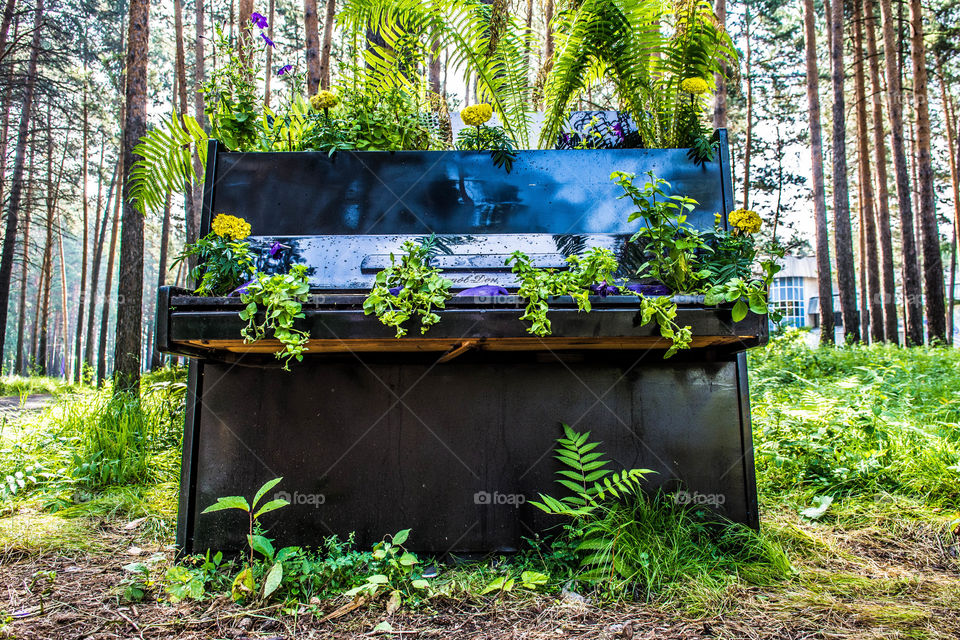 Old piano was used for gardening  in city park