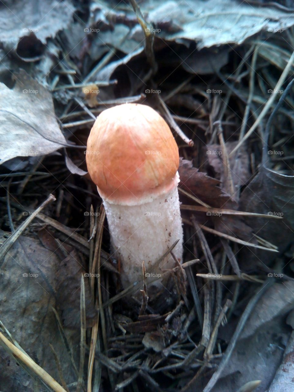 mushroom