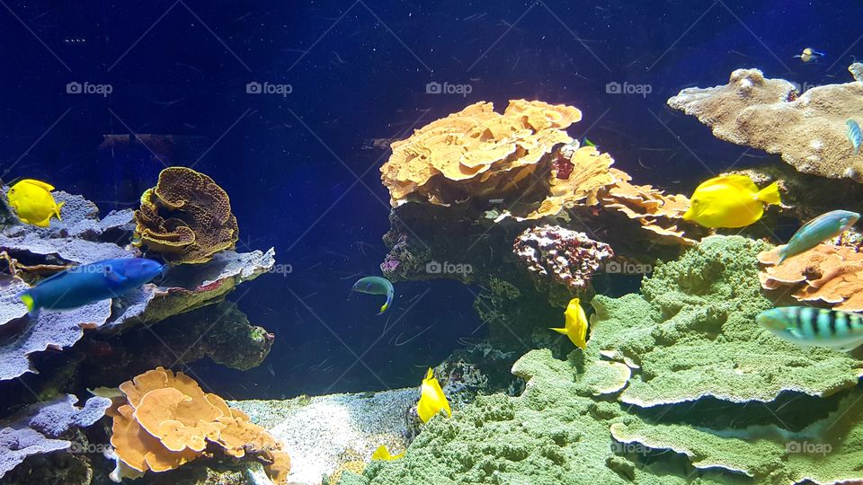 Musée Océanographique de Monaco