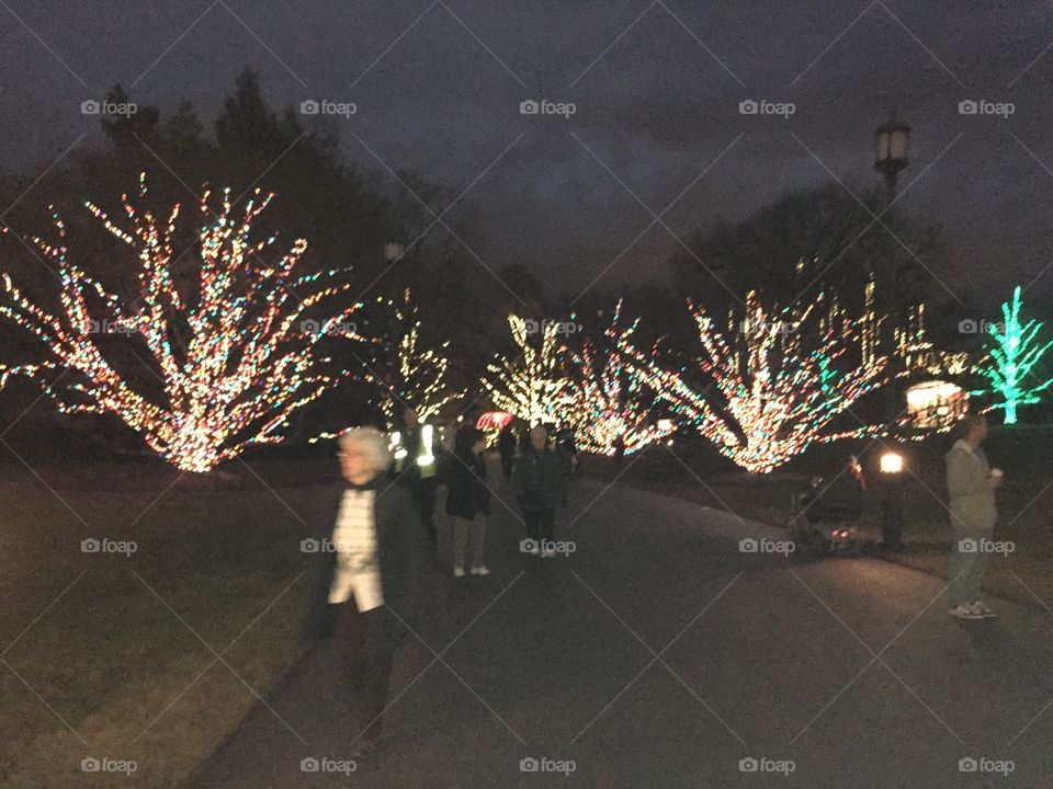 Festive Lights. Longwood Gardens Winter Display