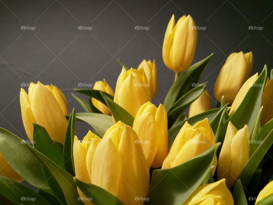 Yellow tulips