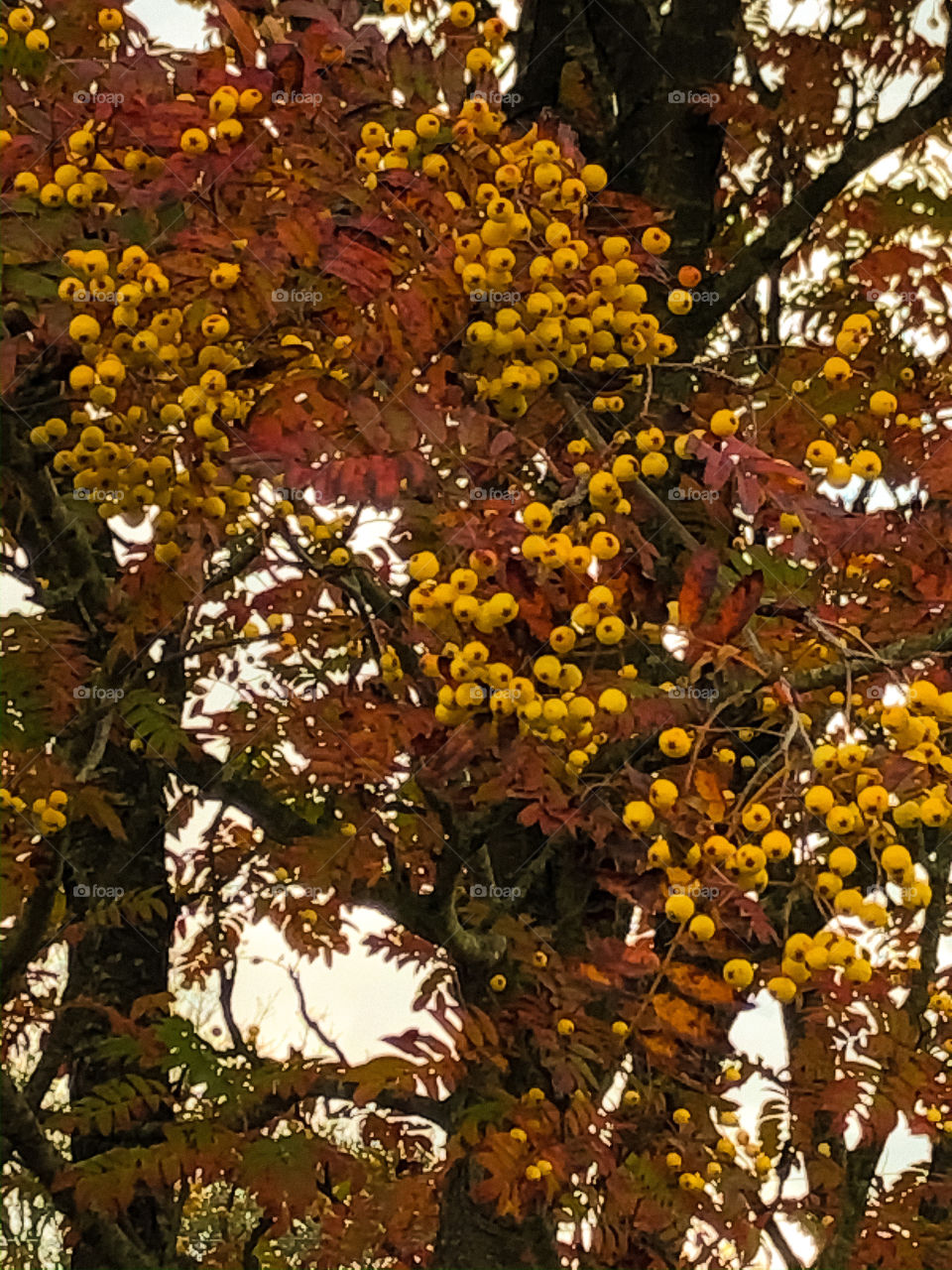 Autumn Berries Rowan Tree