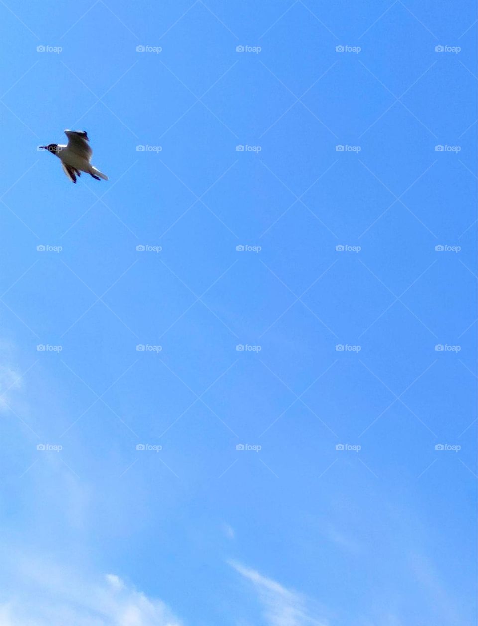Nature.  A seagull flies against the blue sky