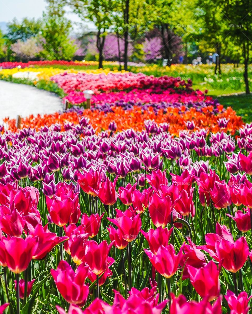 Colourful tulips