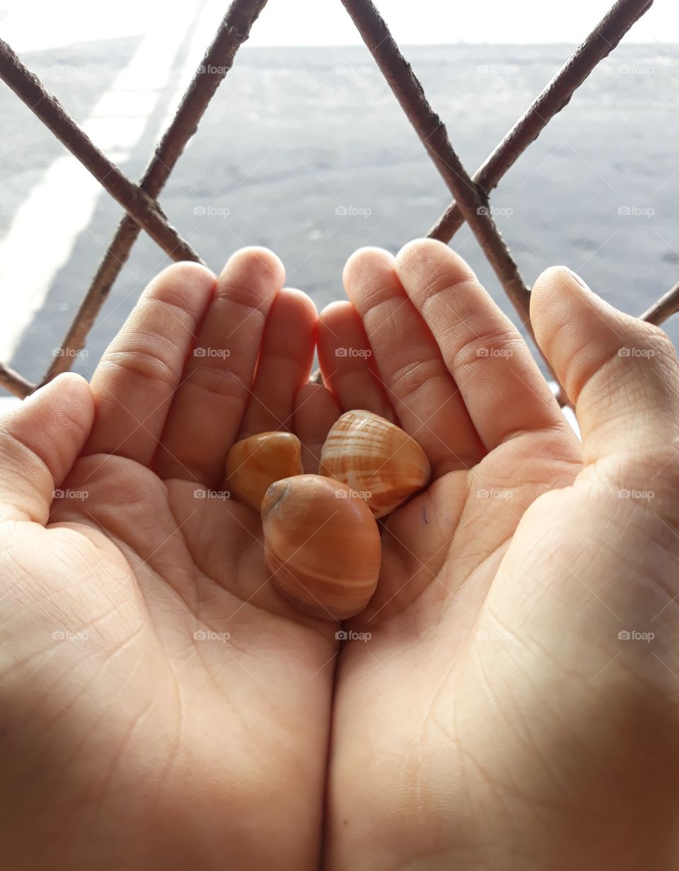 Hand and shell