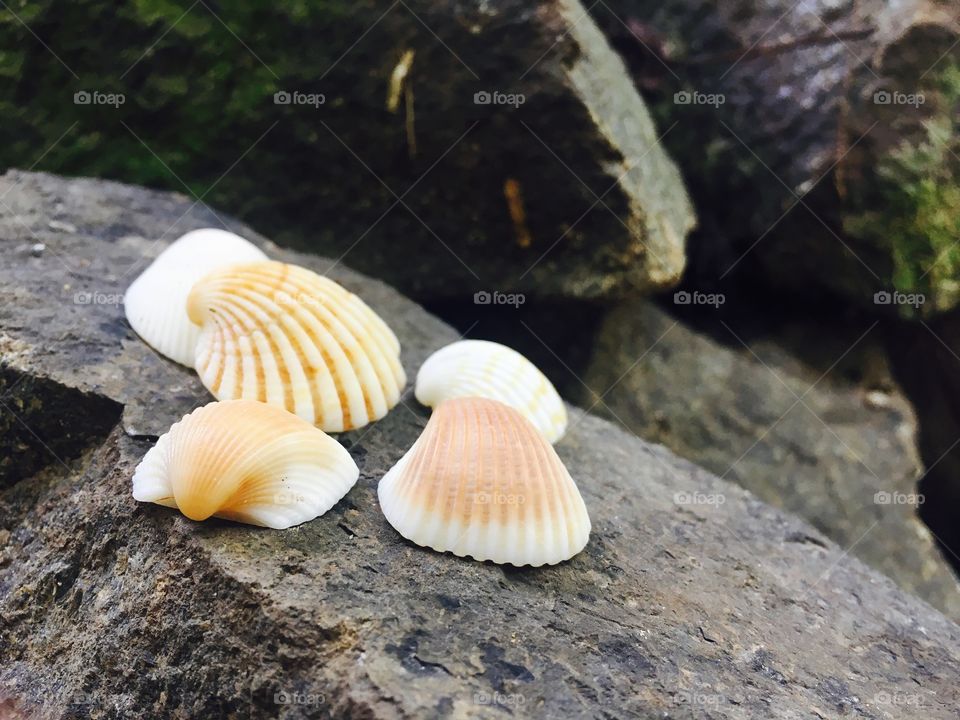 Close- up of seashell on rock