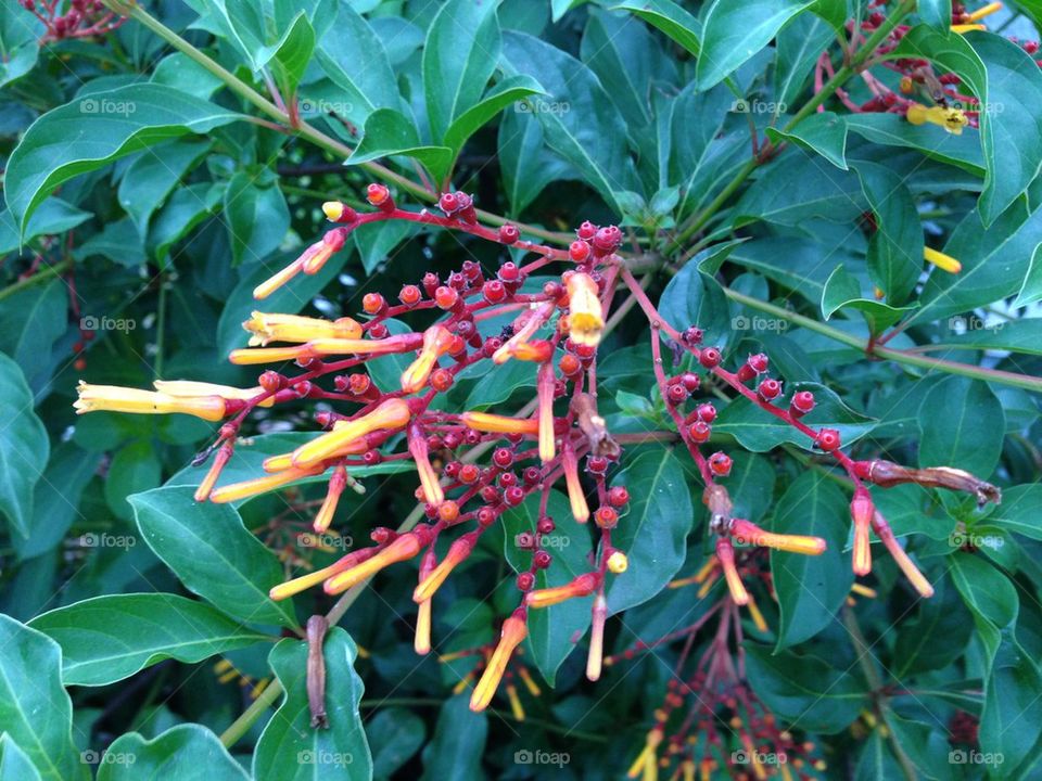 Fire bush