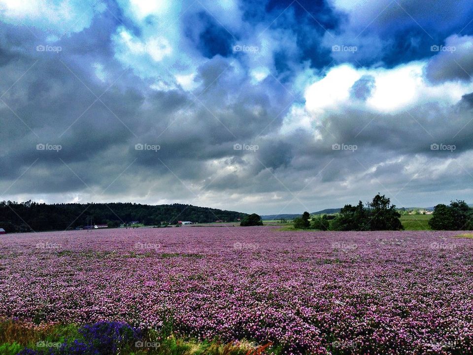 Flower field against cloudy sky