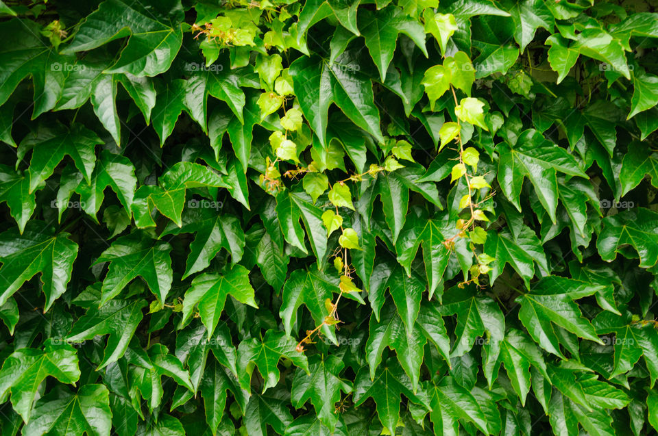 Green leaf wall