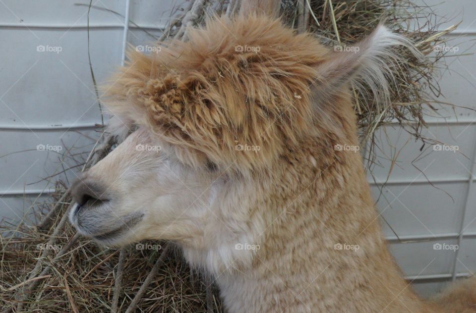 Cute alpaca