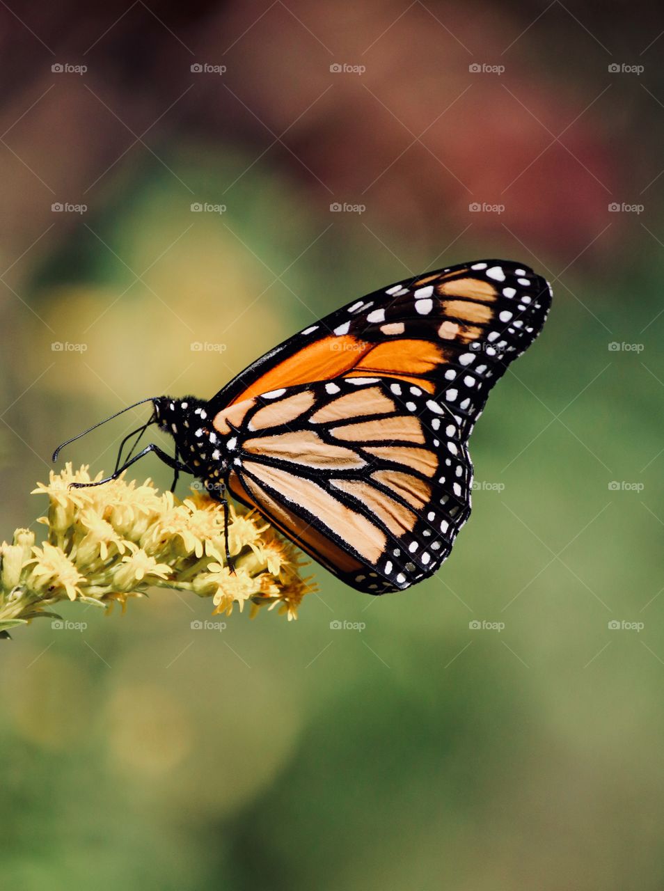 Monarch butterfly at Hammonasset Beach 