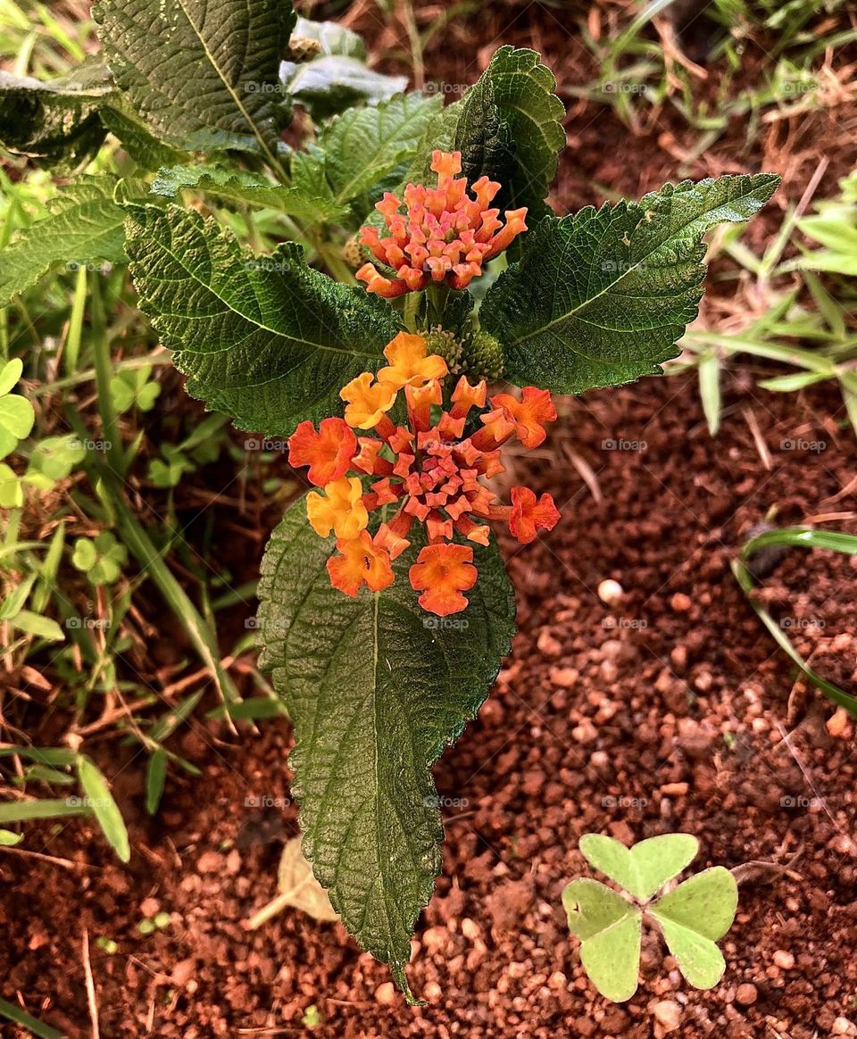 🌹 🇺🇸 Very beautiful flowers to brighten our day.  Live nature and its beauty. Did you like the delicate petals? / 🇧🇷 Flores muito bonitas para alegrar nosso dia. Viva a natureza e sua beleza. Gostaram das pétalas delicadas? 