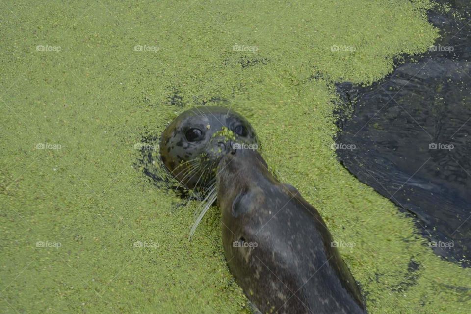 Two seals are kissing