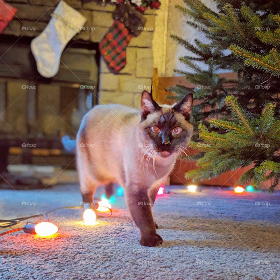 Prowling for Presents
