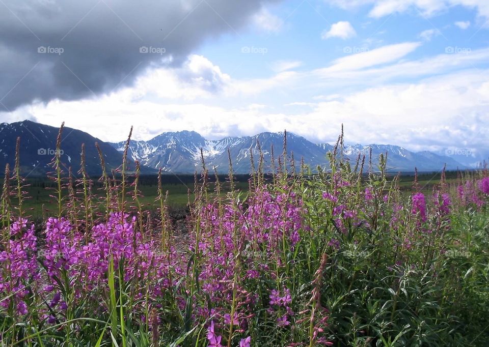 Alaska landscape 