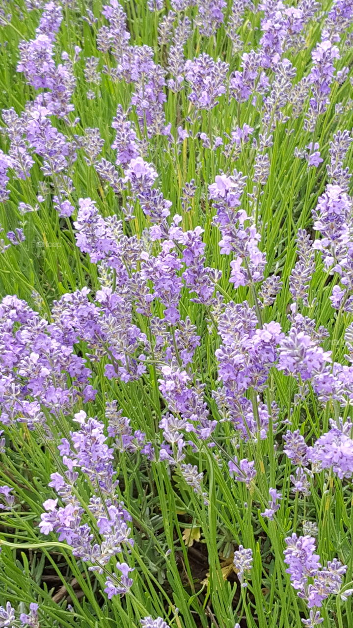 Flower, Lavender (Flower), Flora, Perfume, Garden