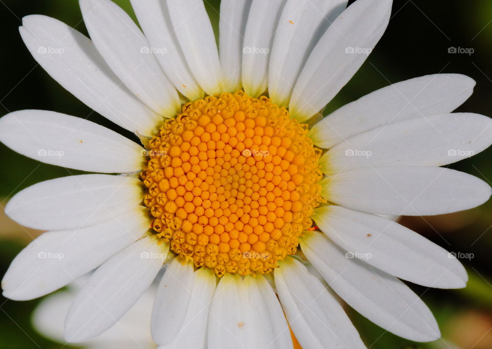 Marguerite