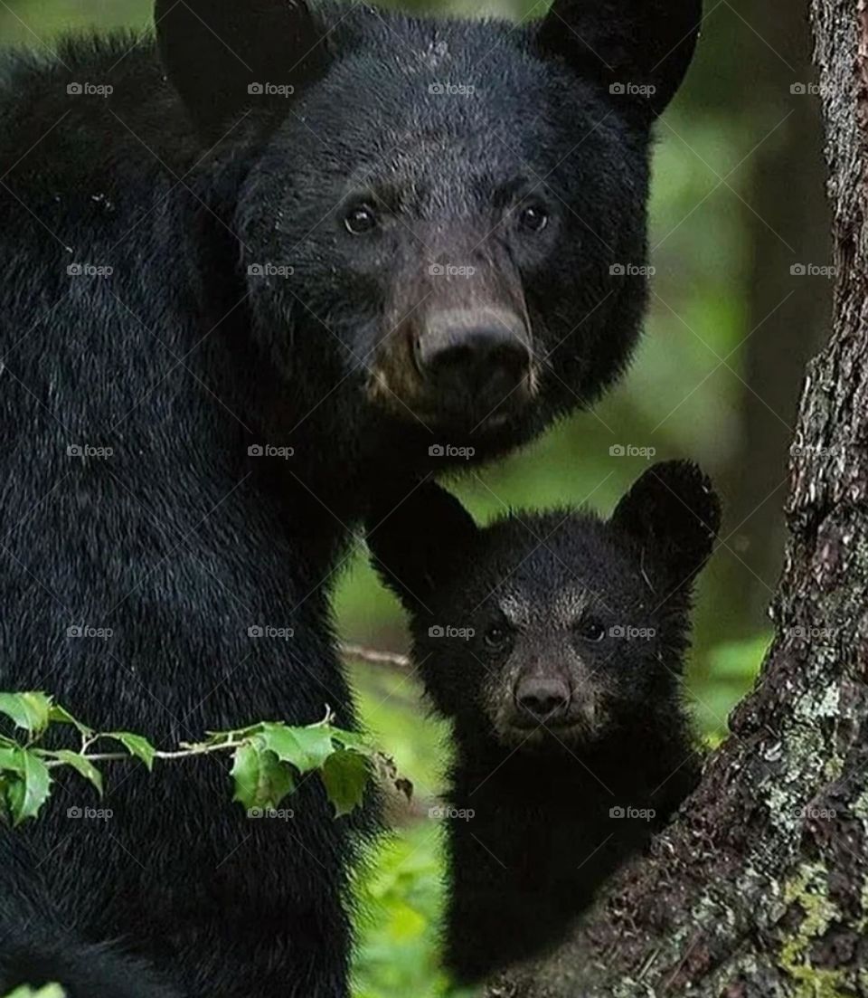 This is Bear's family . In general a bear or Himalayas bear does not live well.