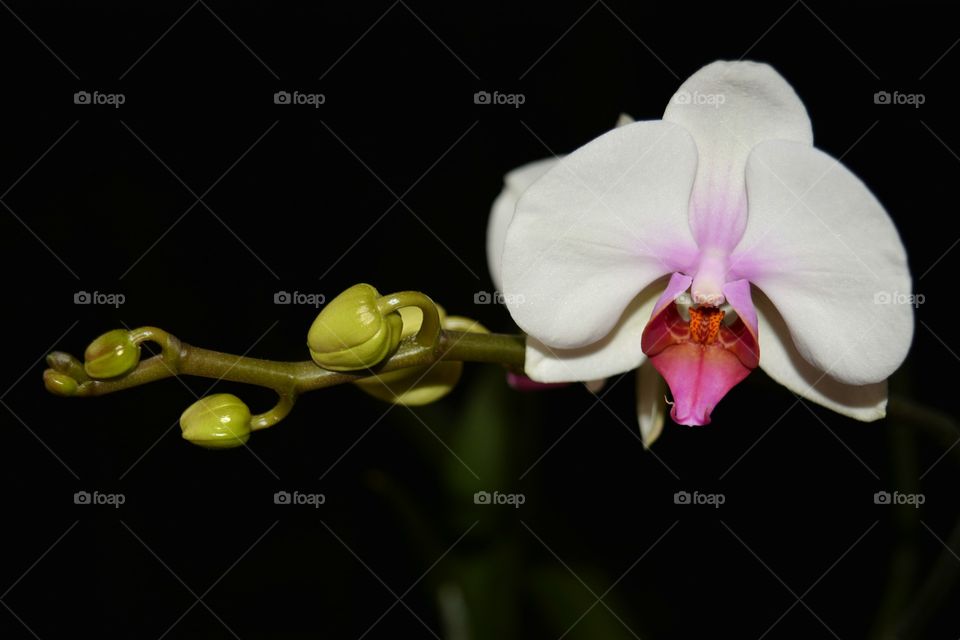 Flower, Flora, Nature, Orchids, Exotic