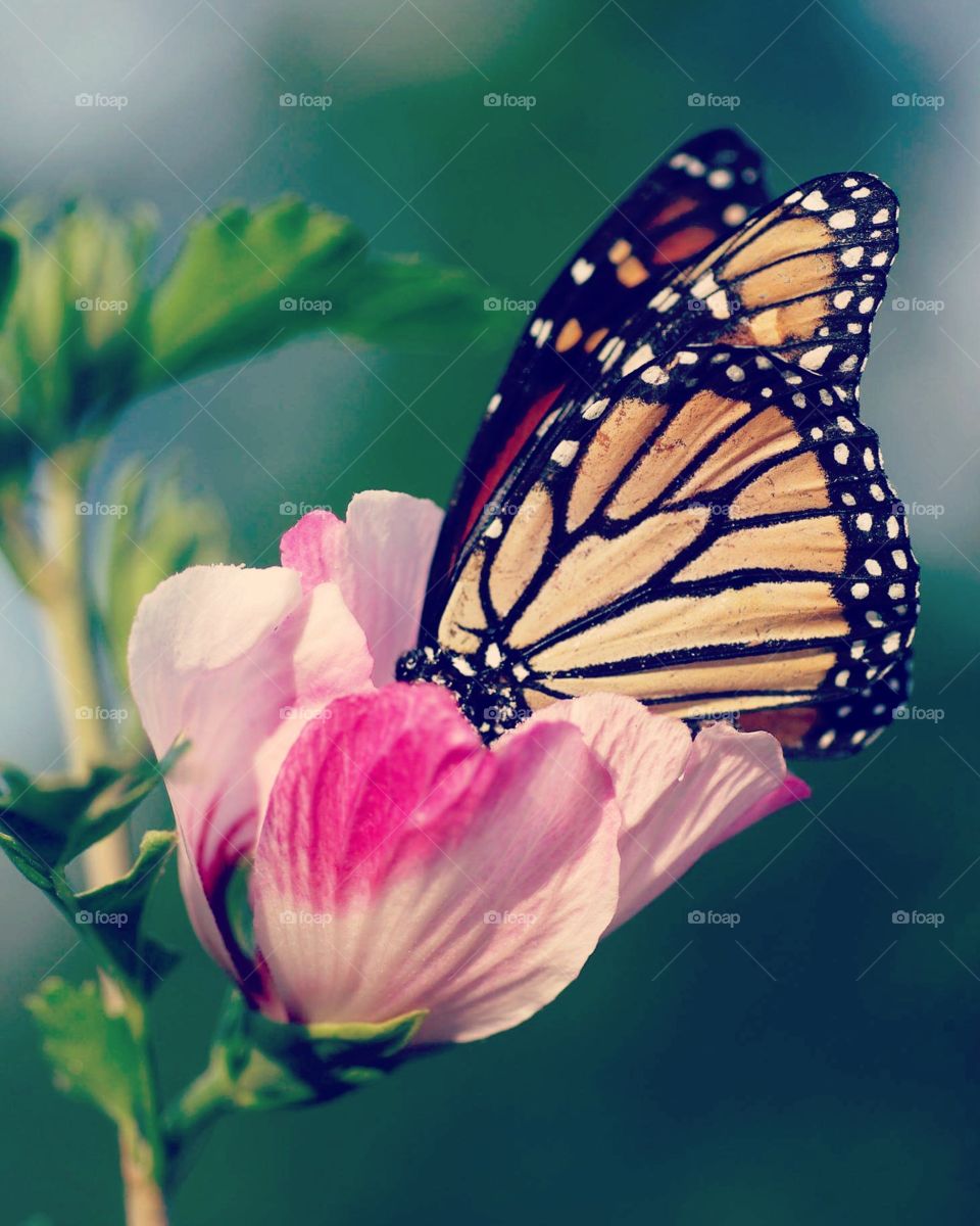 Monarch butterfly and pink flower 
