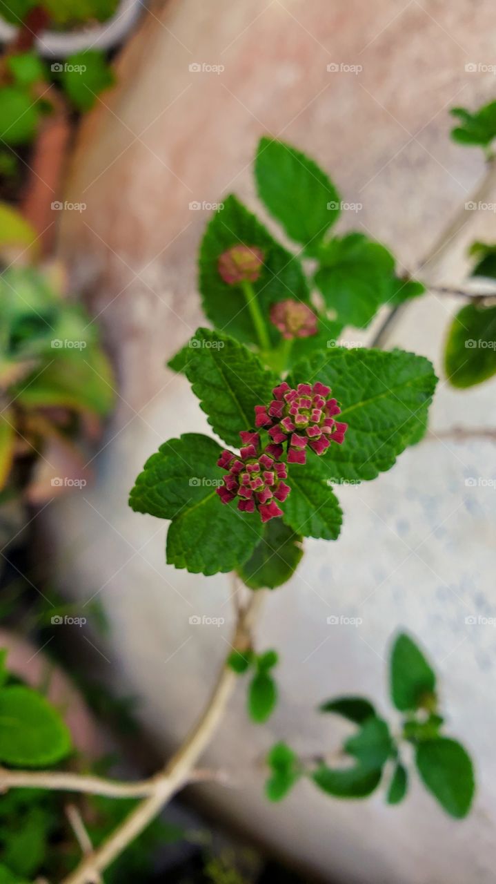 beautiful cariaquillo