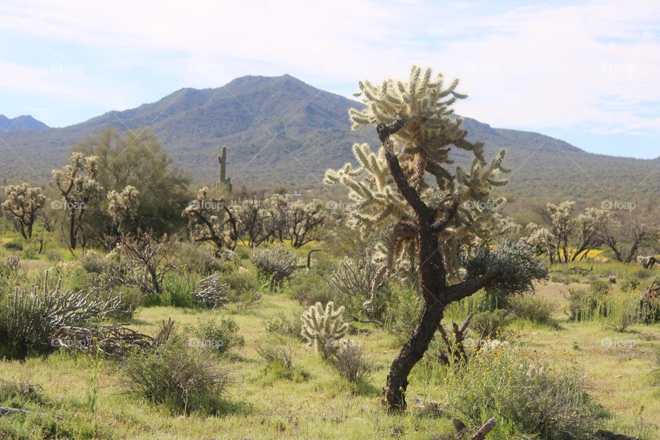 Cholla Cactus in Arizona Desert