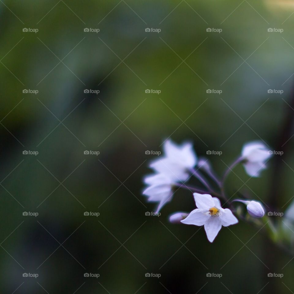 Bokeh Flower