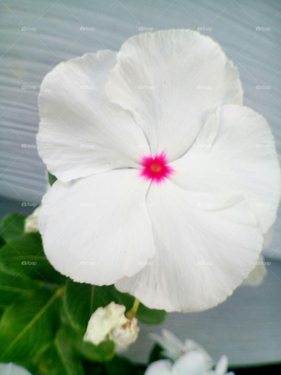 White Flowers ❀