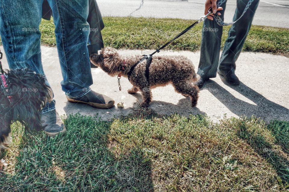 Dogs. Making Acquaintances at the Park 