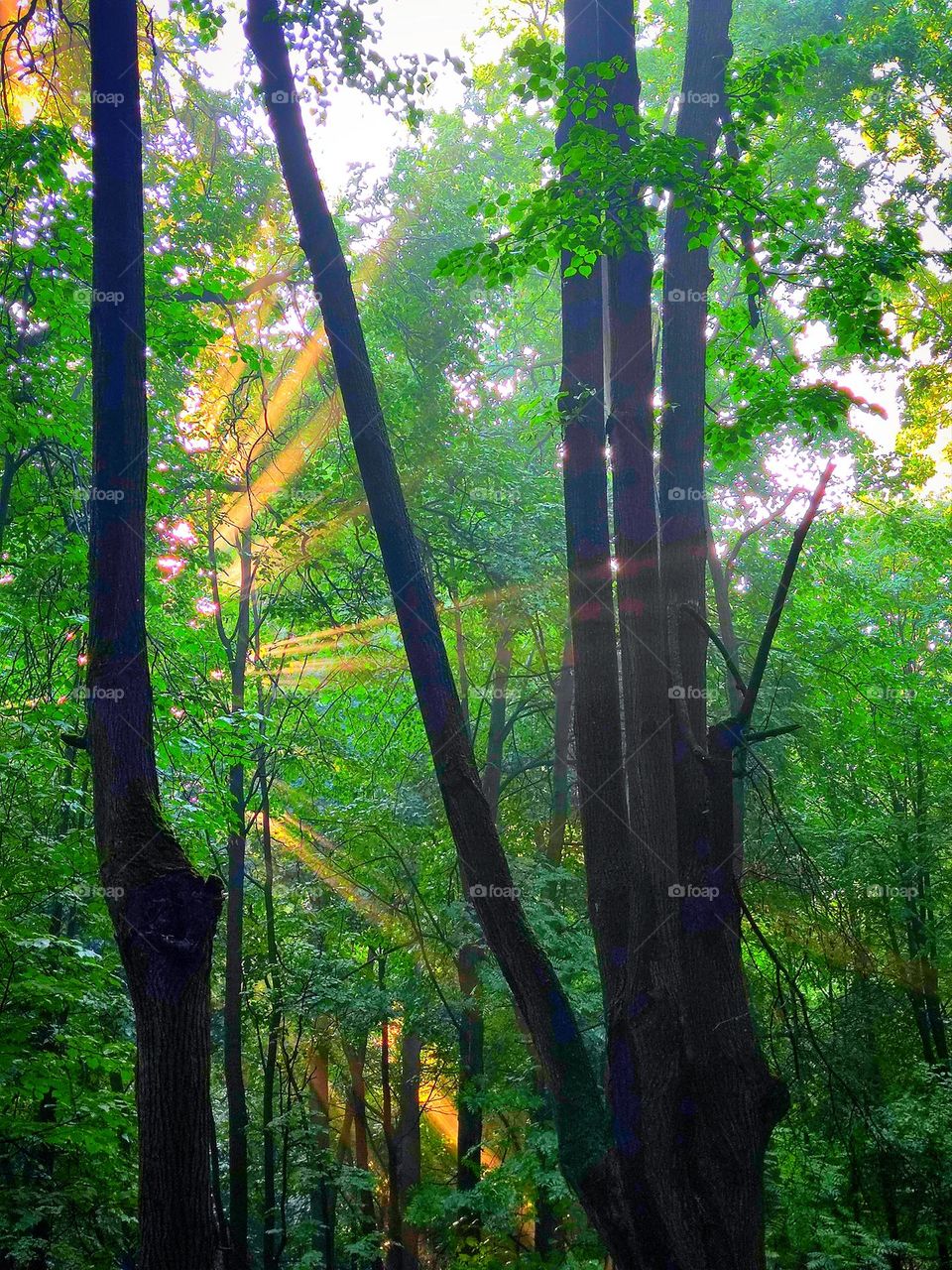 Morning in the forest.  Orange rays of the rising sun pass through the green trees