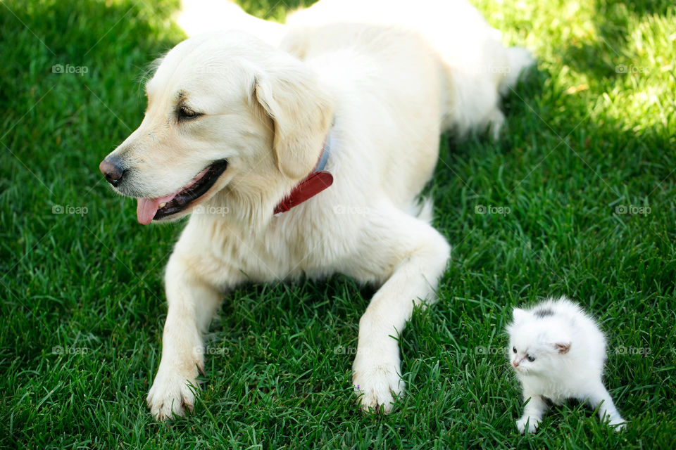 Dog and cat sitting together