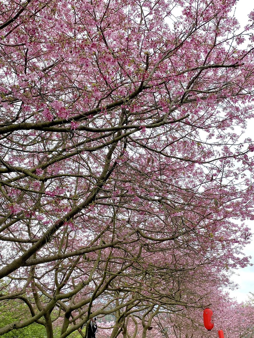 Blossom of the Sakura