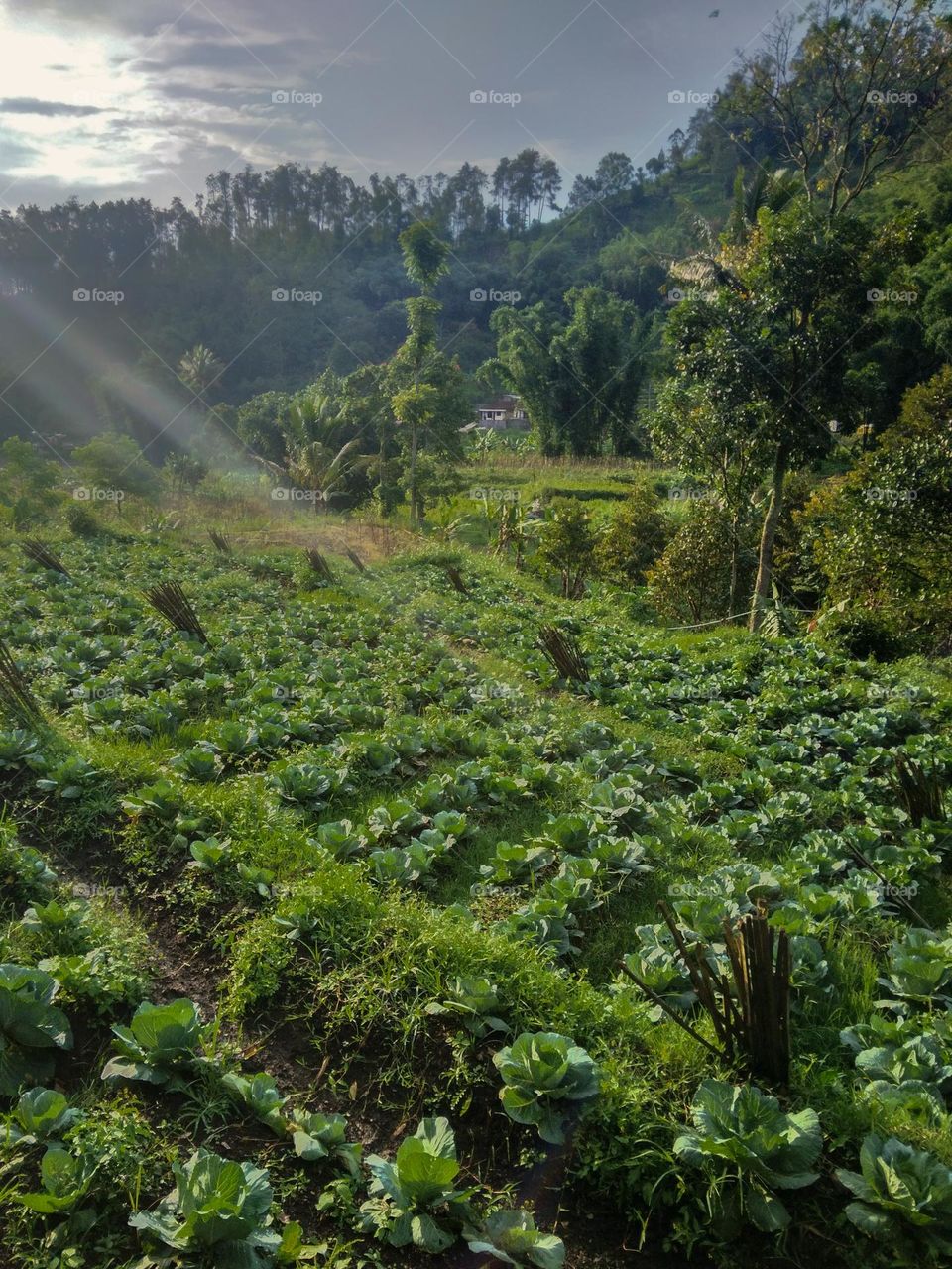 beautiful cabbage field in the afternoon (east java Indonesia)